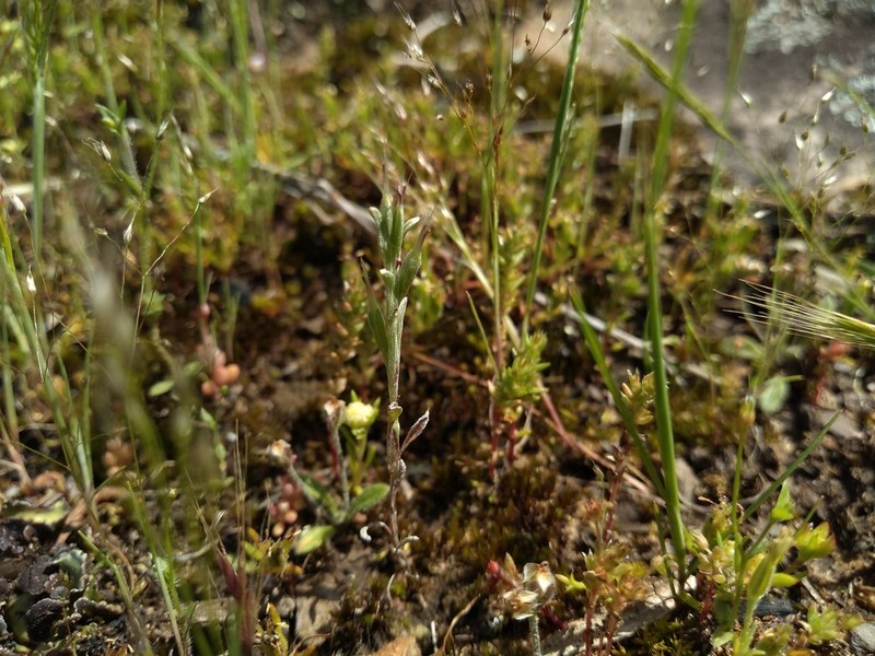 Quinetia urvillei photo 4