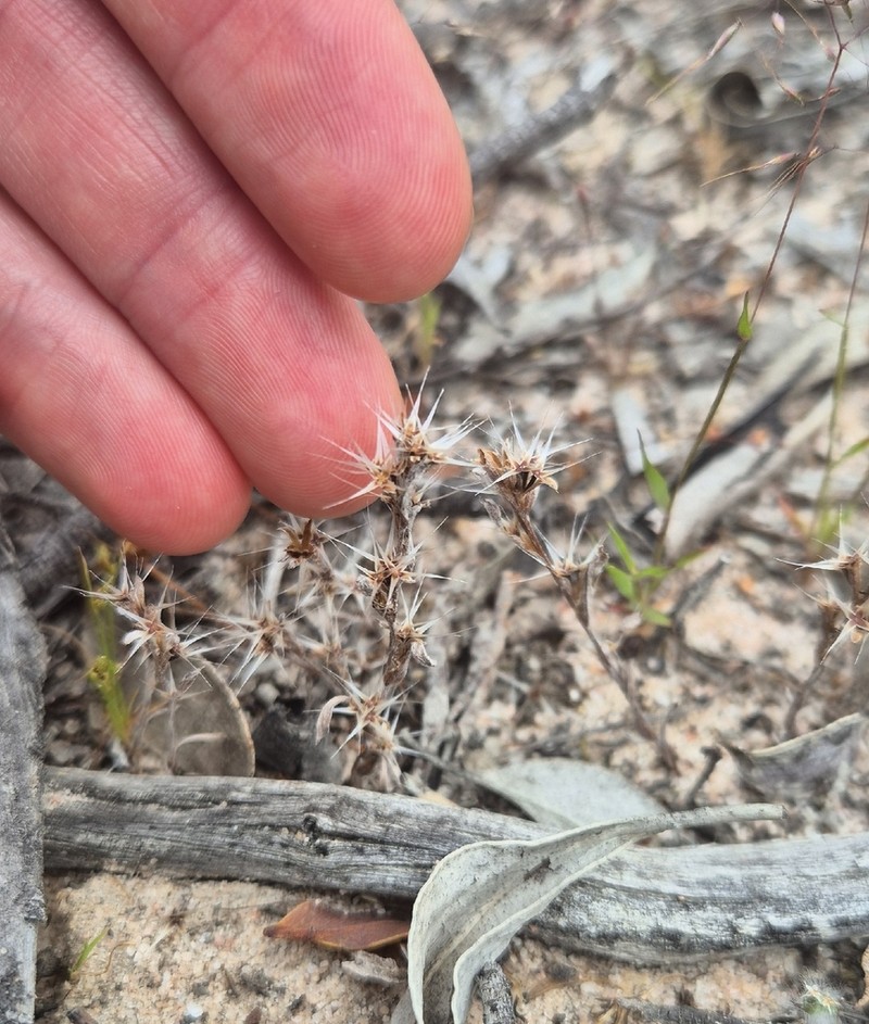 Quinetia urvillei photo 5