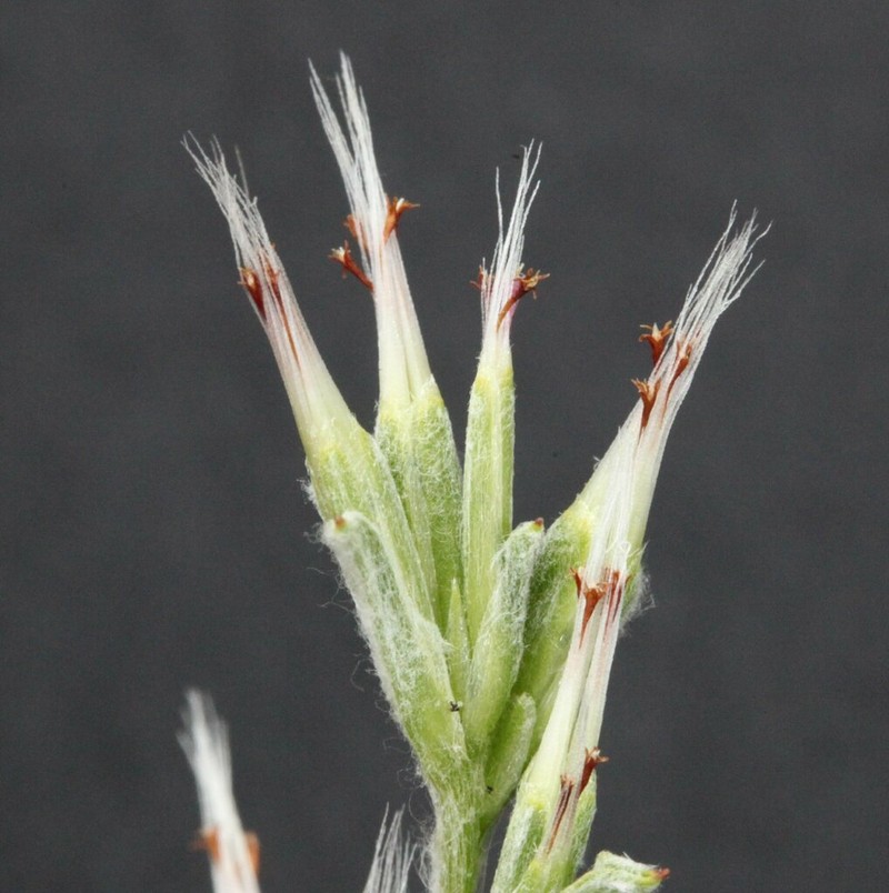 Quinetia urvillei photo 6