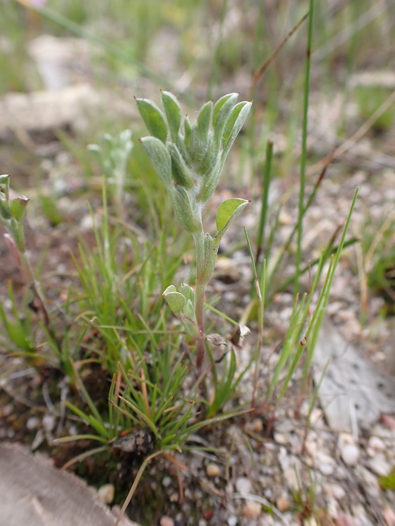Quinetia urvillei photo 7