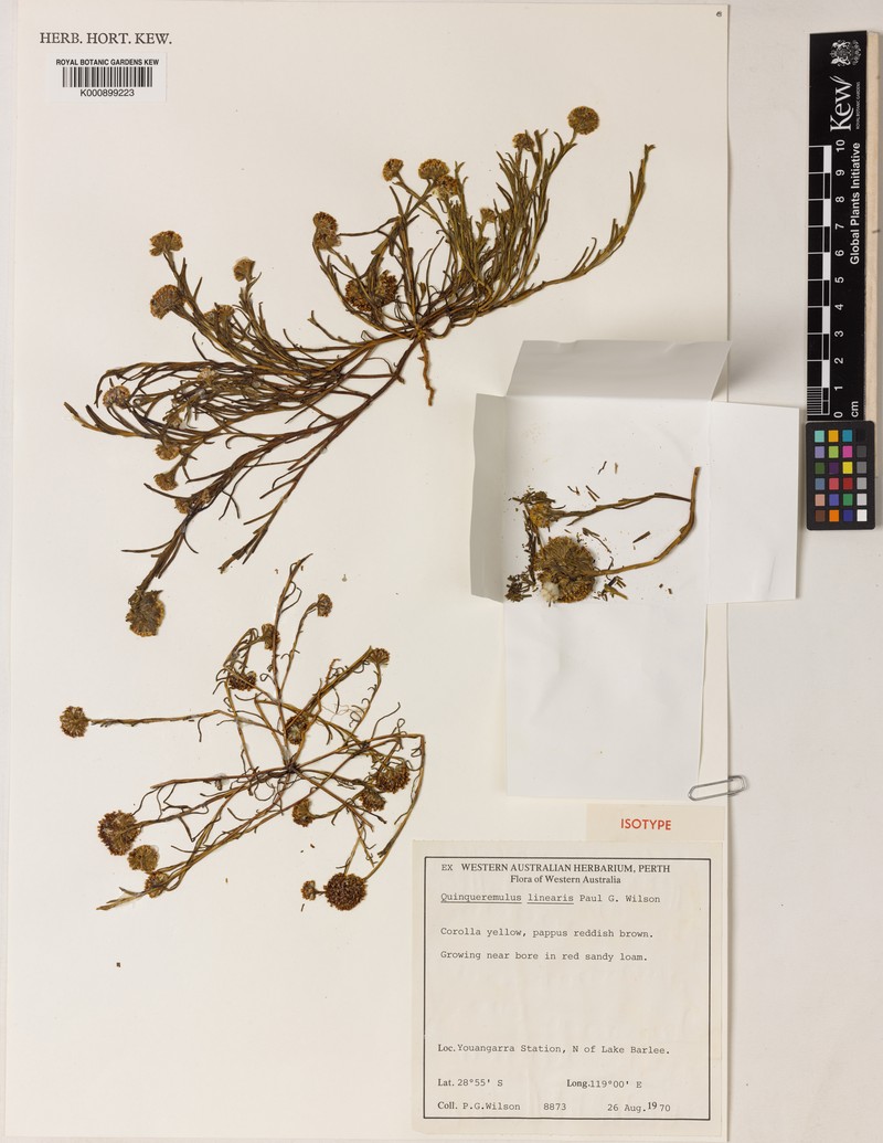 Quinqueremulus linearis