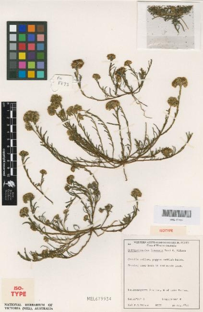Quinqueremulus linearis photo 2
