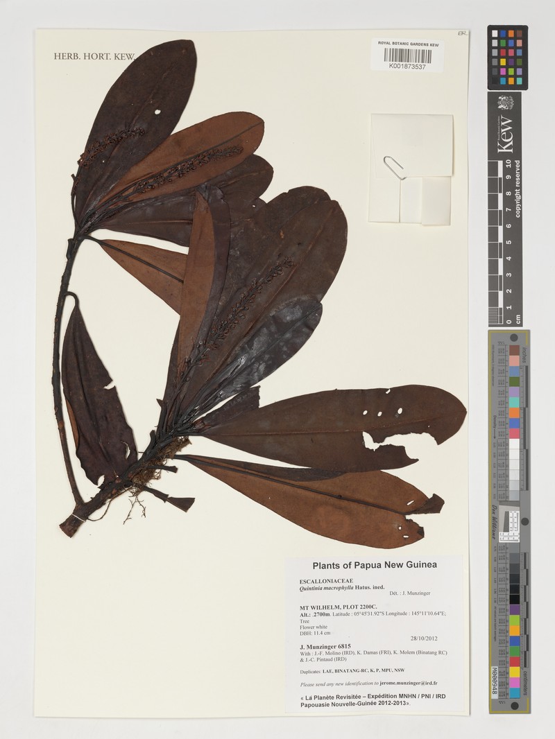 Quintinia macrophylla