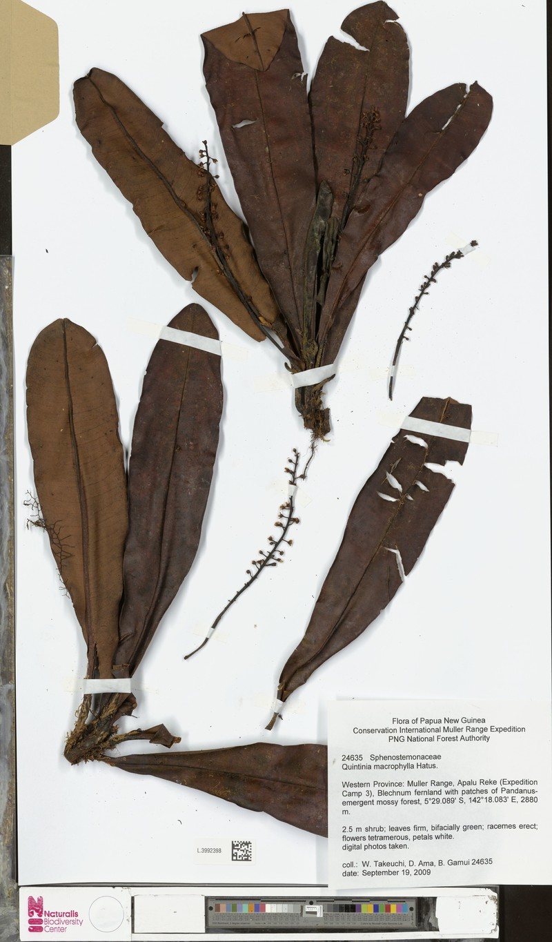 Quintinia macrophylla photo 2