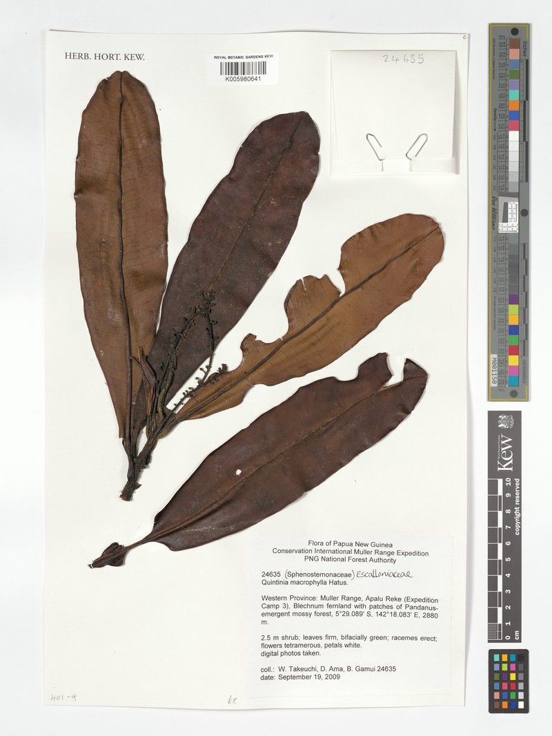 Quintinia macrophylla photo 3