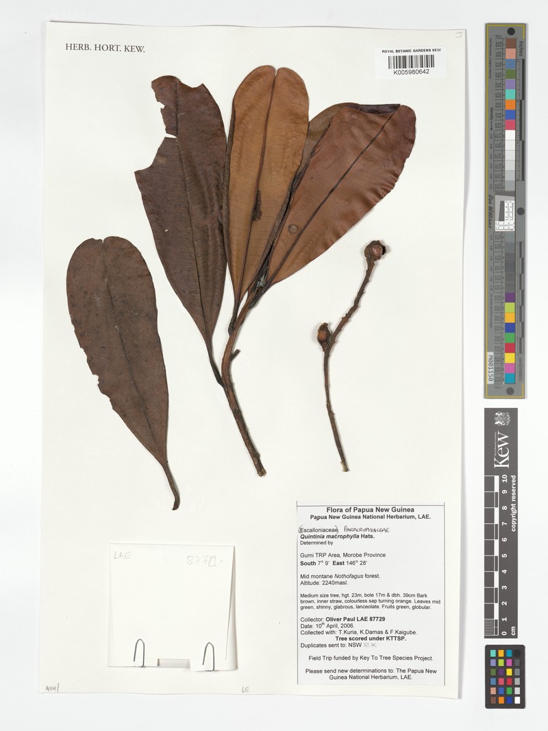 Quintinia macrophylla photo 4
