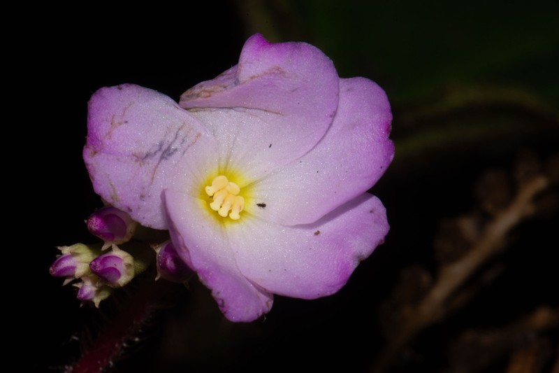 Quipuanthus epipetricus