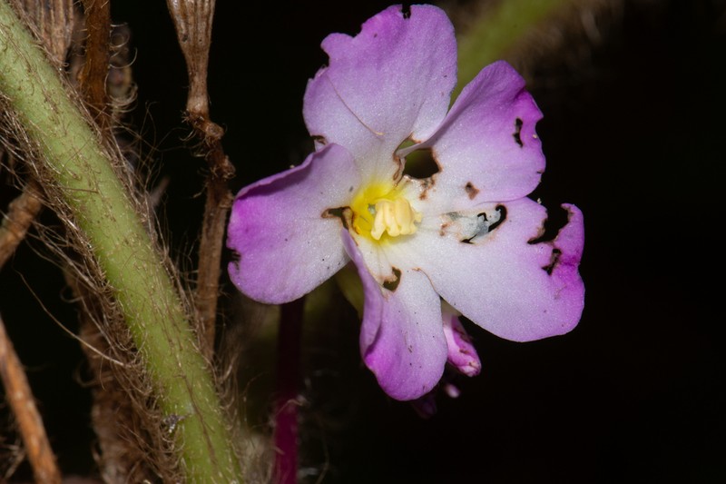 Quipuanthus epipetricus photo 2