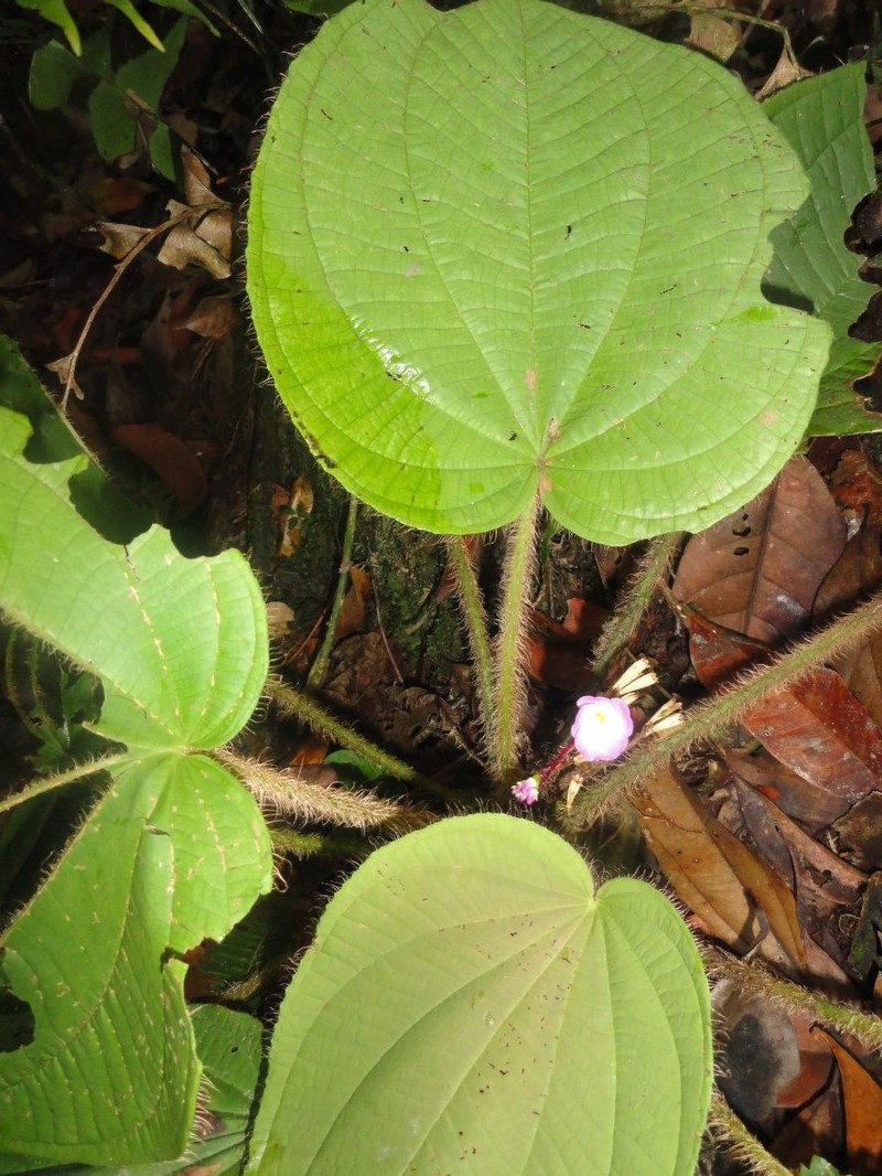 Quipuanthus epipetricus photo 3