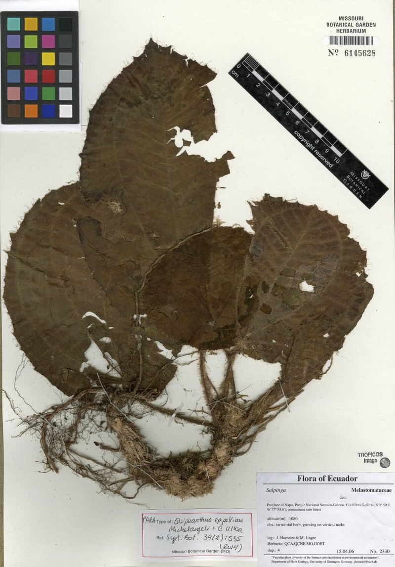Quipuanthus epipetricus photo 4