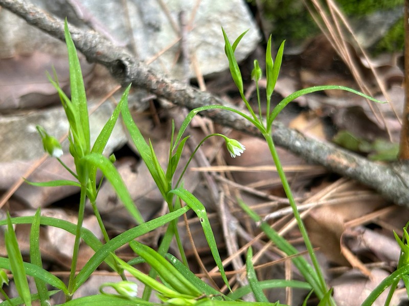 Rabelera cilicica