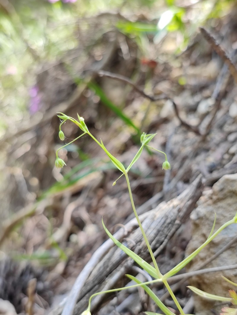 Rabelera cilicica photo 4