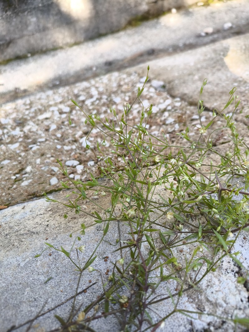 Rabelera cilicica photo 8
