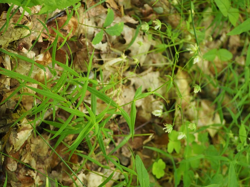 Addersmeat photo 6