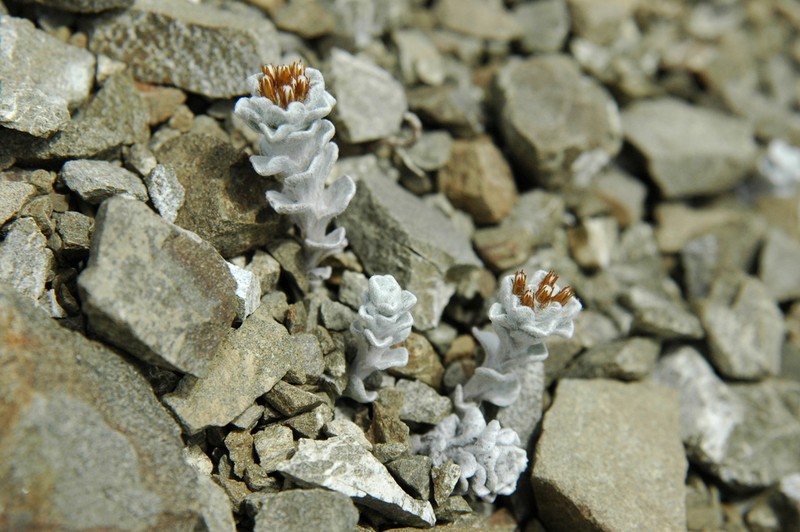 Rachelia glaria