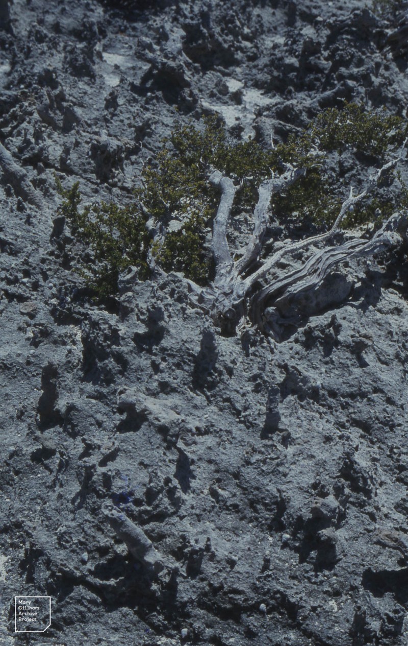Saltwater Bush photo 3