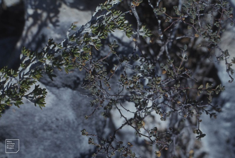 Saltwater Bush photo 4