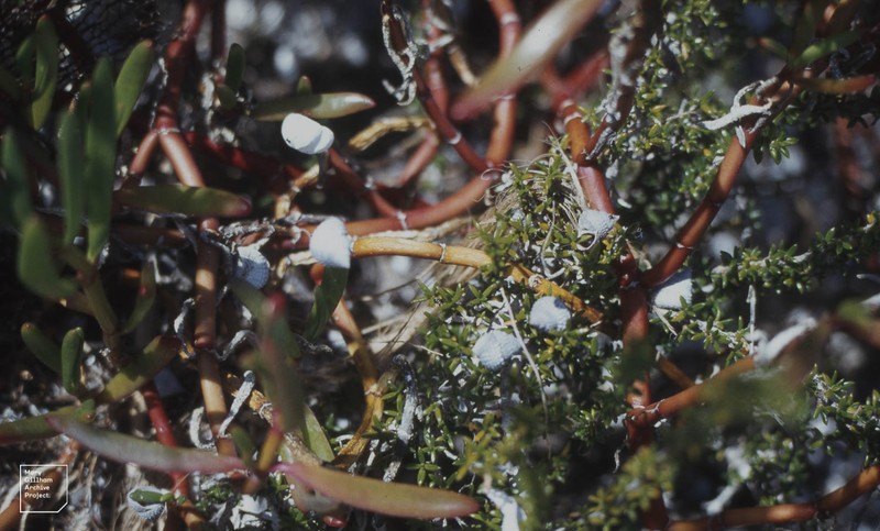 Saltwater Bush photo 5