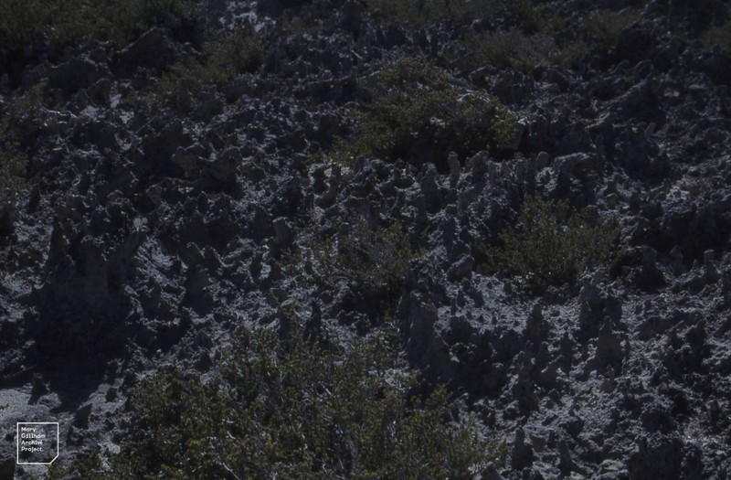 Saltwater Bush photo 2