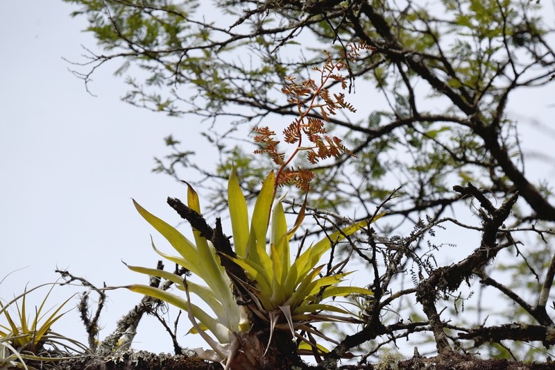 Racinaea decipiens