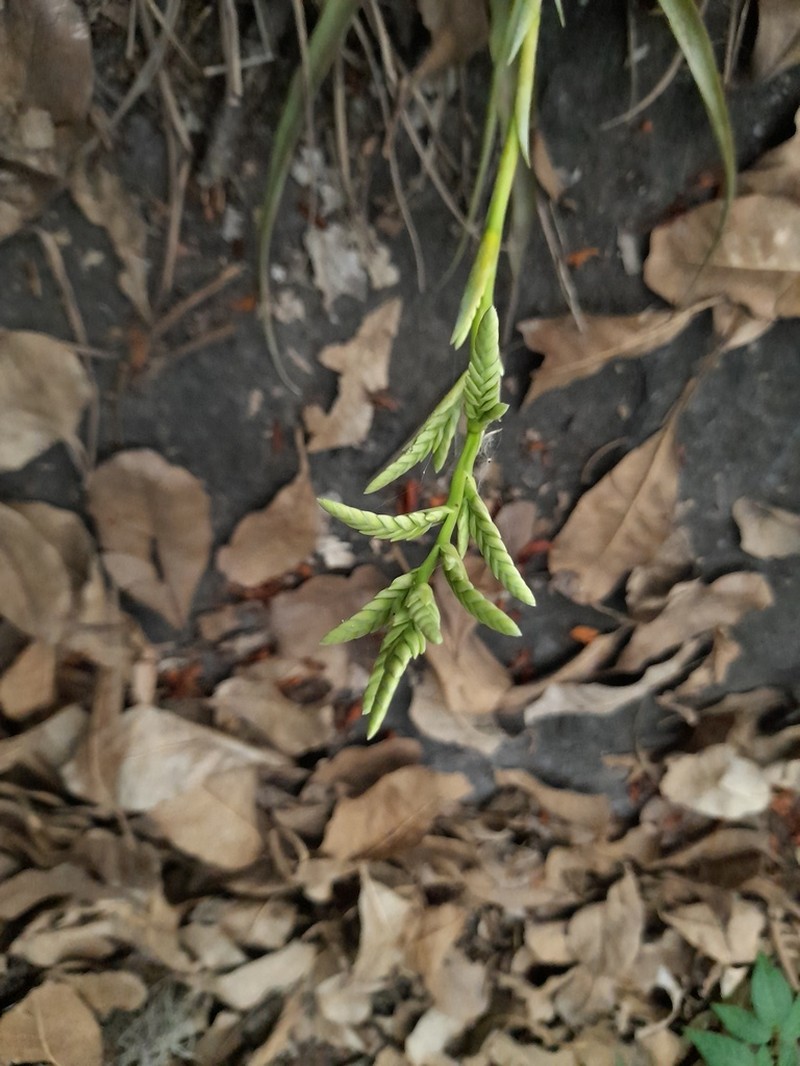 Racinaea decipiens photo 2