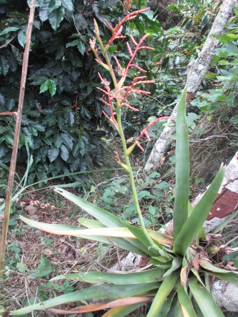 Racinaea decipiens photo 3