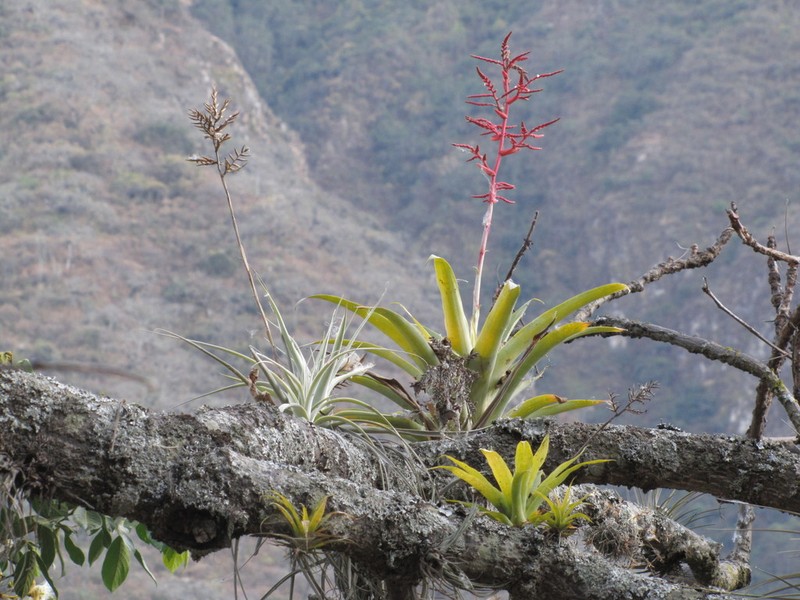 Racinaea decipiens photo 4
