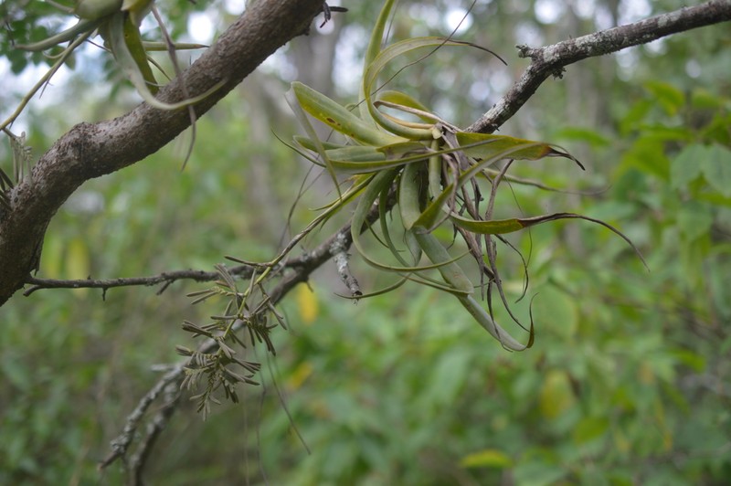 Racinaea decipiens photo 5