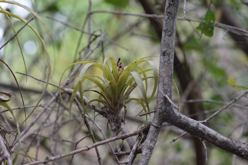 Racinaea decipiens photo 6
