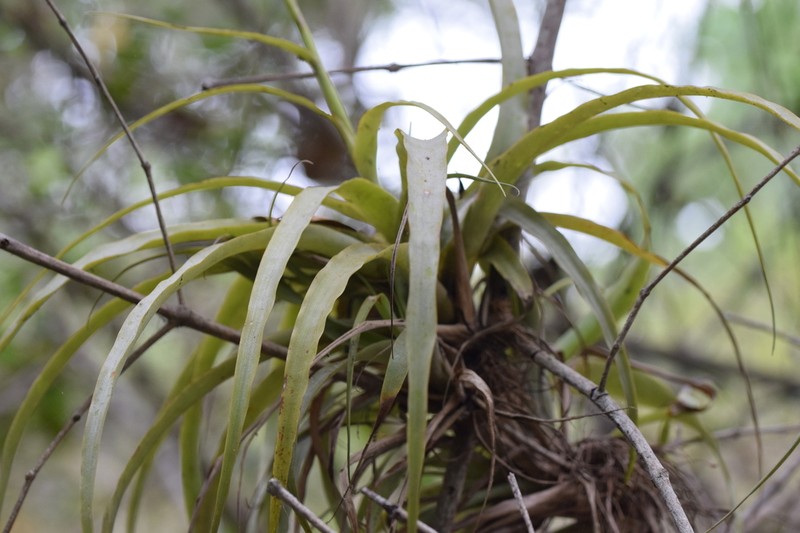 Racinaea decipiens photo 7