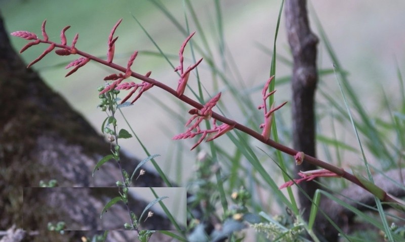 Racinaea decipiens photo 8
