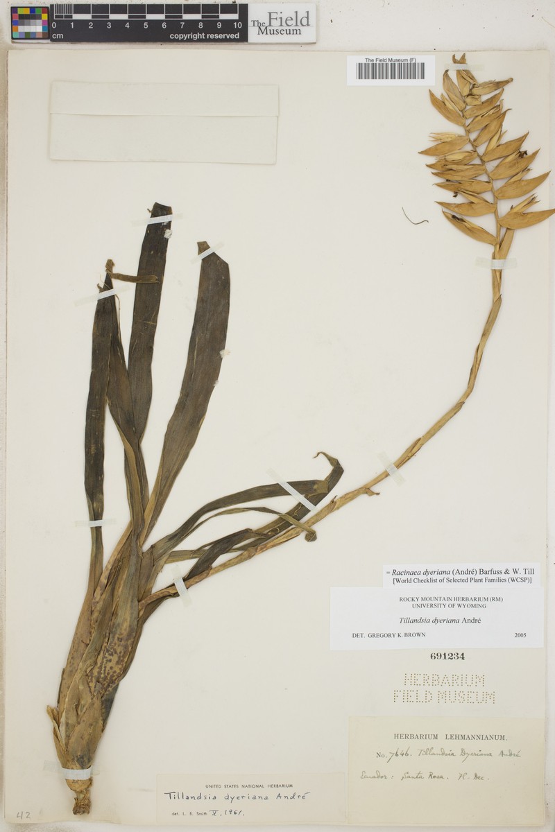 Racinaea dyeriana photo 2