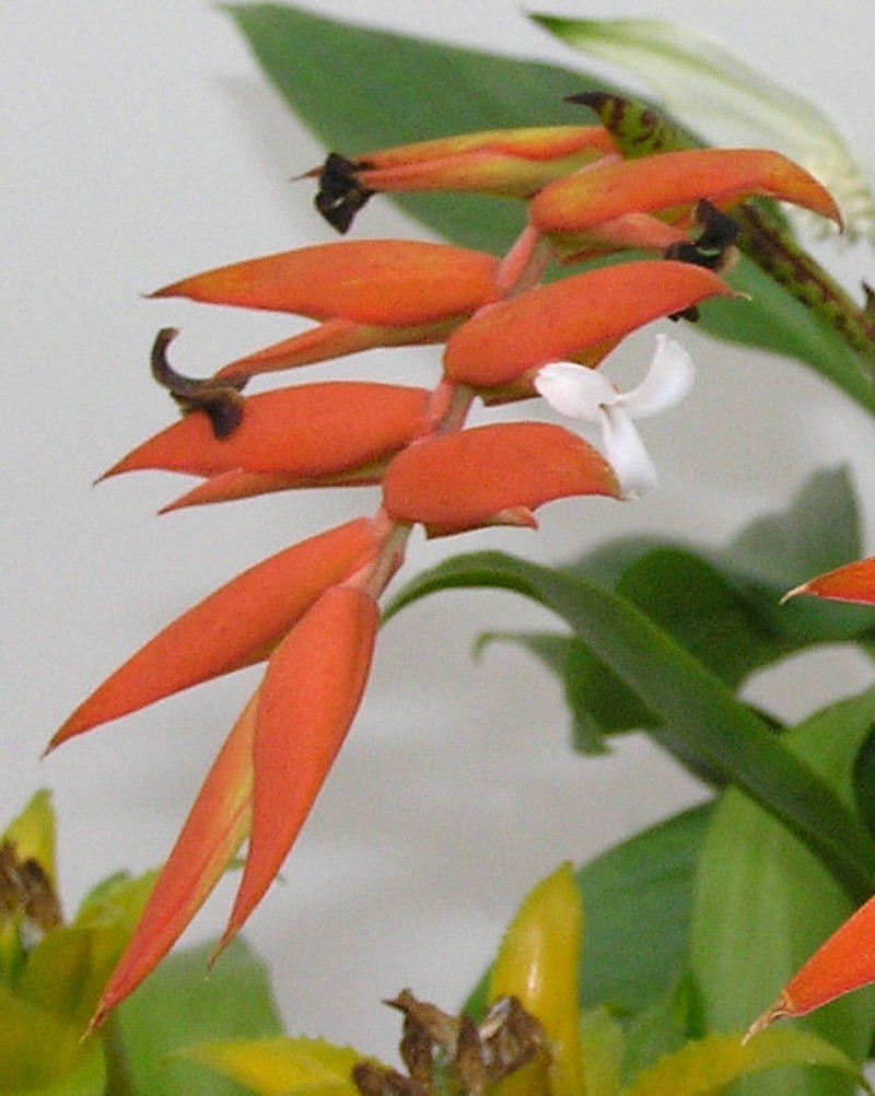 Racinaea dyeriana photo 7