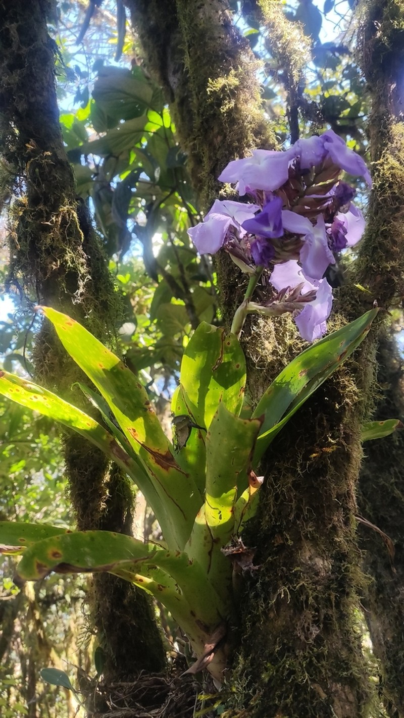 Racinaea hamaleana