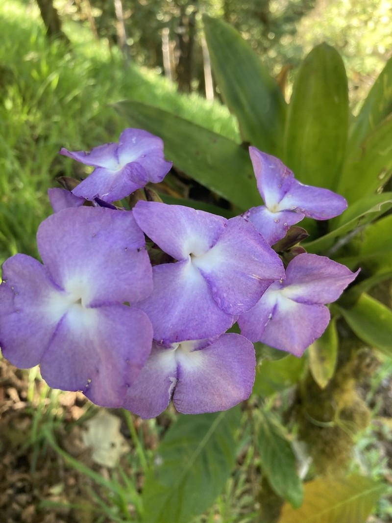 Racinaea hamaleana photo 2