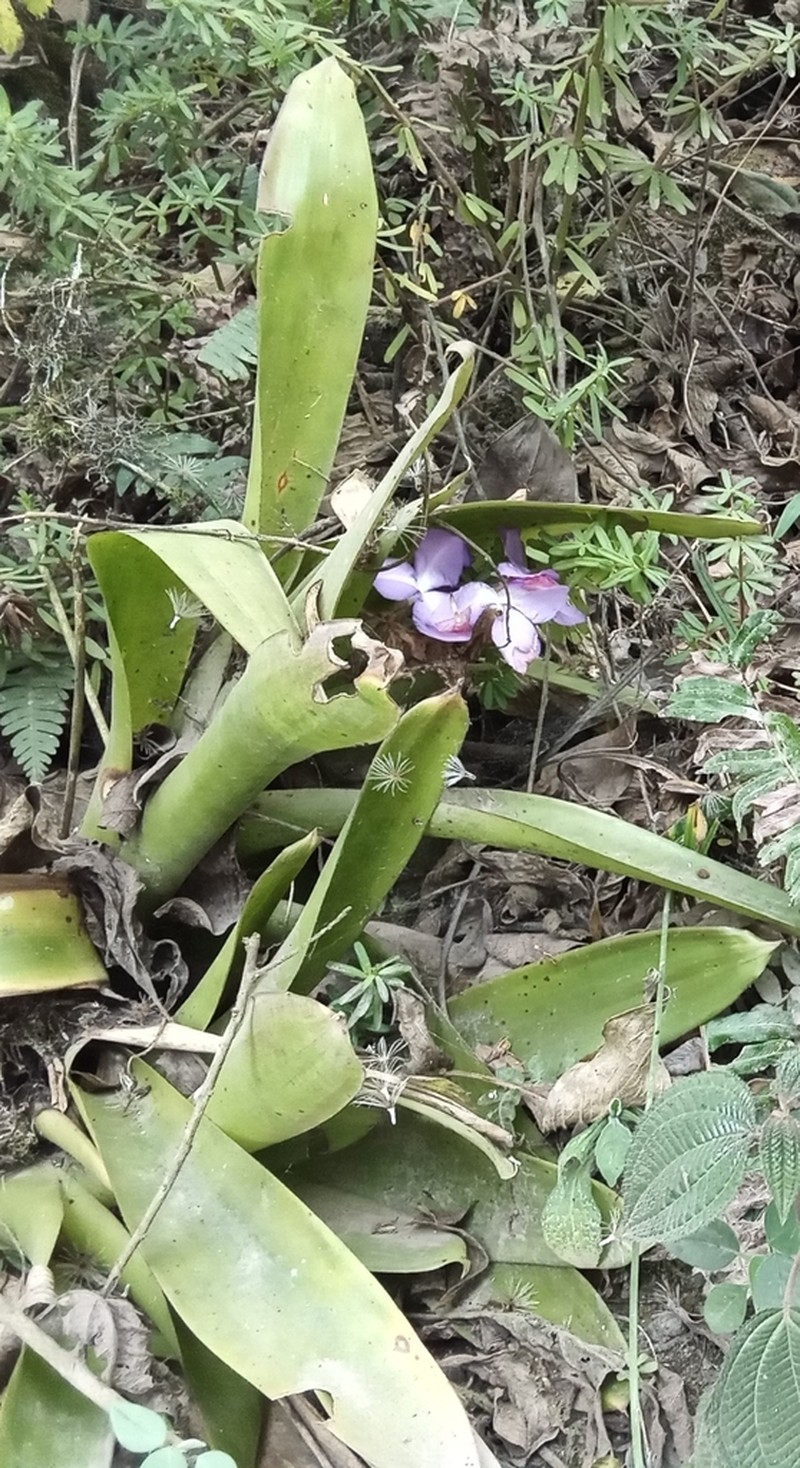 Racinaea hamaleana photo 3