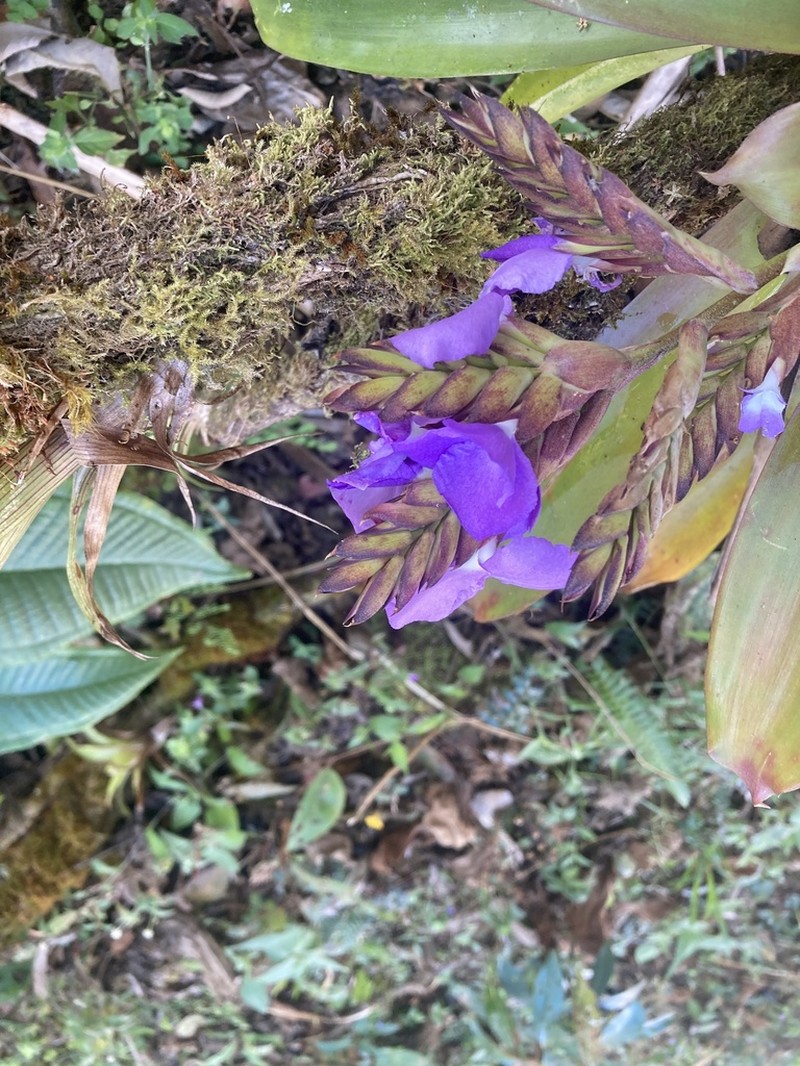 Racinaea hamaleana photo 4