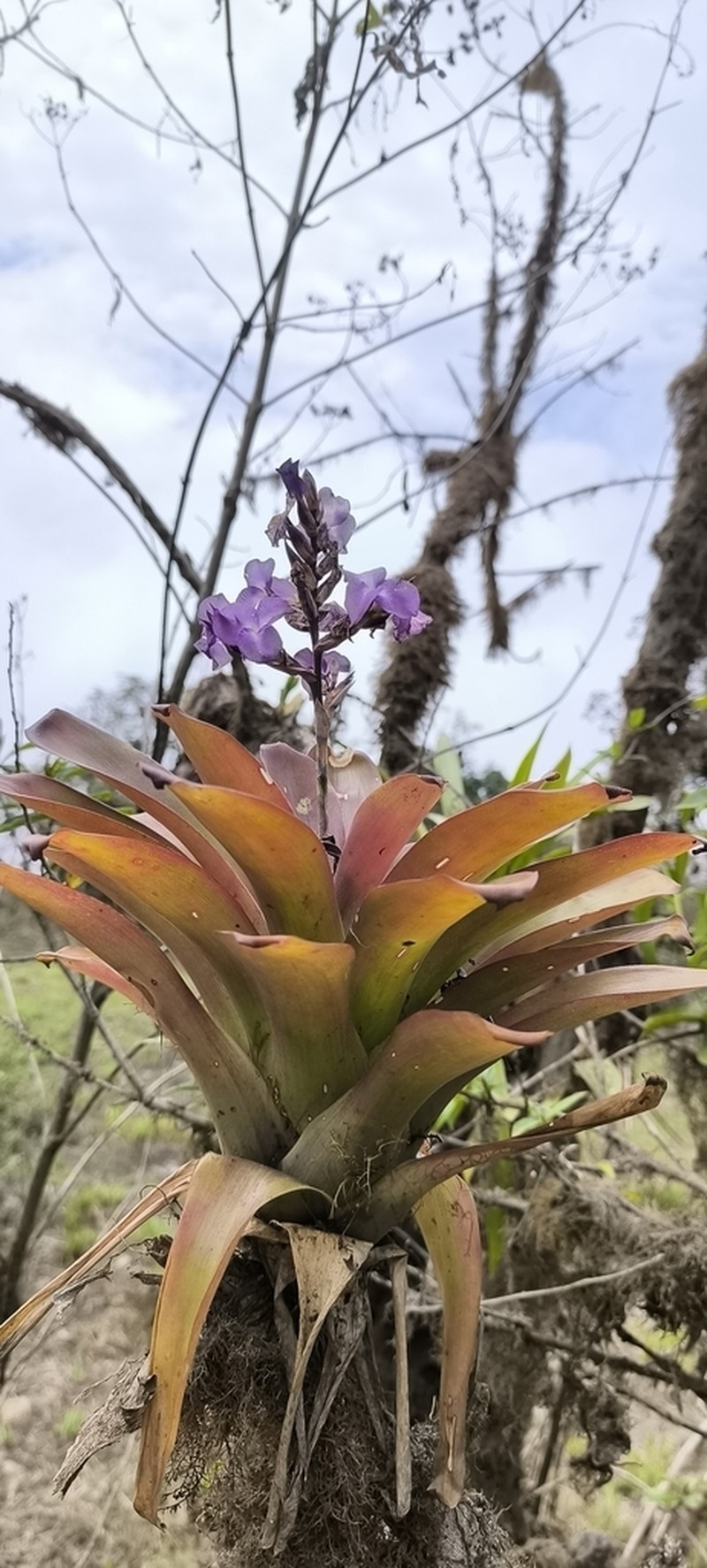 Racinaea hamaleana photo 5