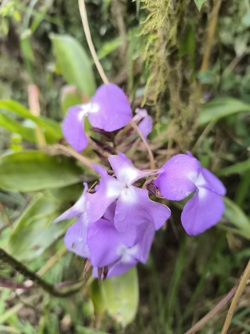 Racinaea hamaleana photo 6