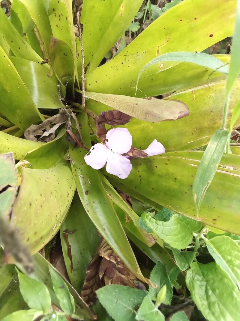 Racinaea hamaleana photo 7