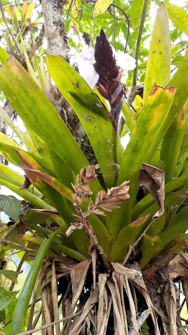 Racinaea hamaleana photo 8