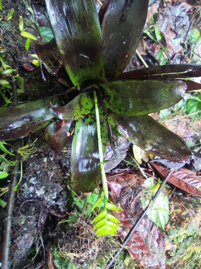 Racinaea venusta