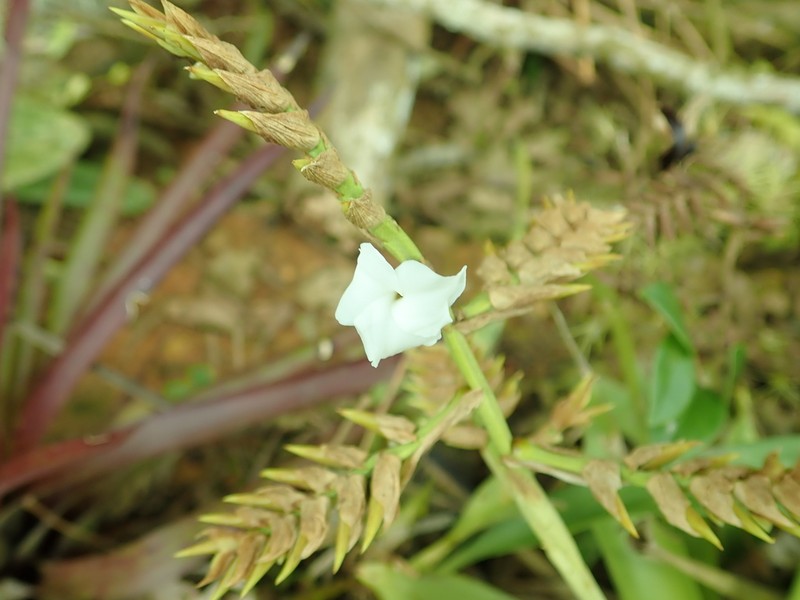 Racinaea venusta photo 2
