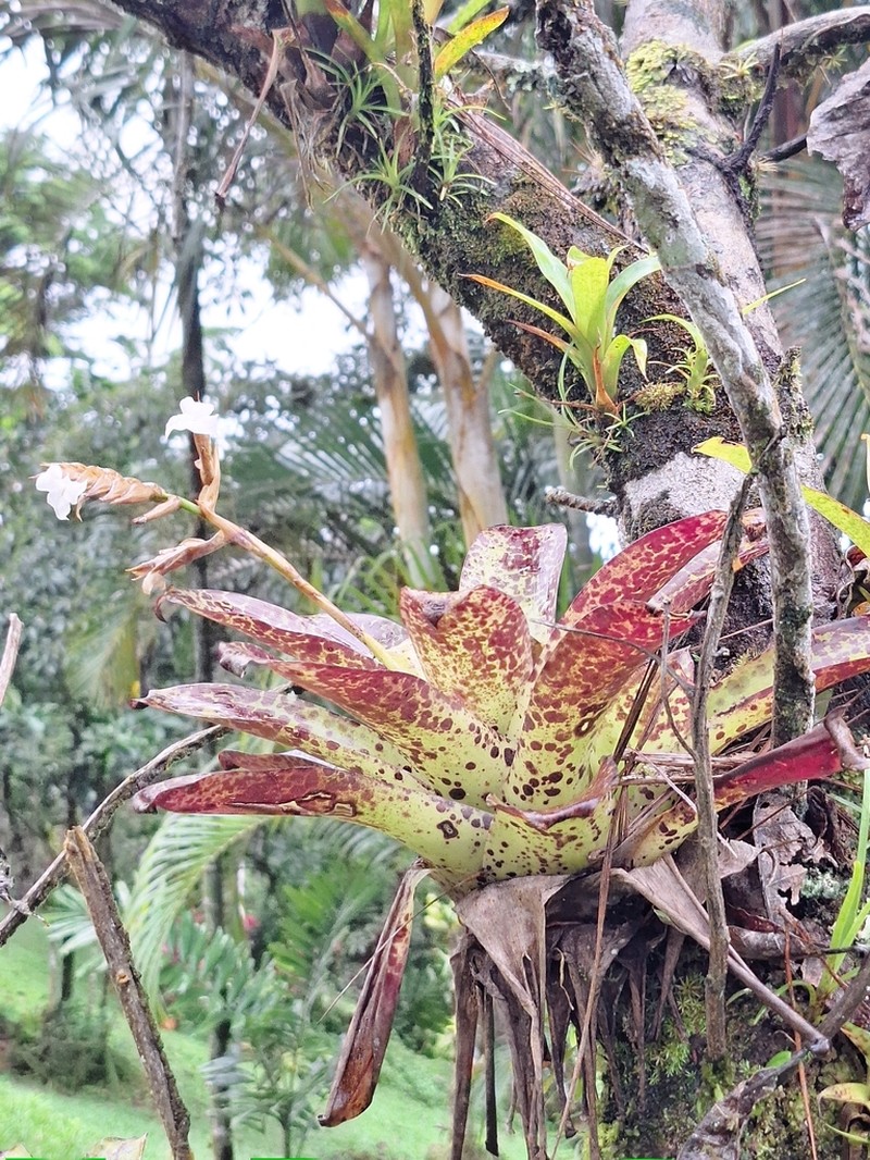 Racinaea venusta photo 3