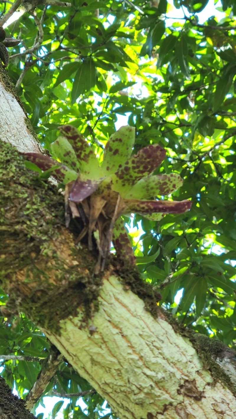 Racinaea venusta photo 4