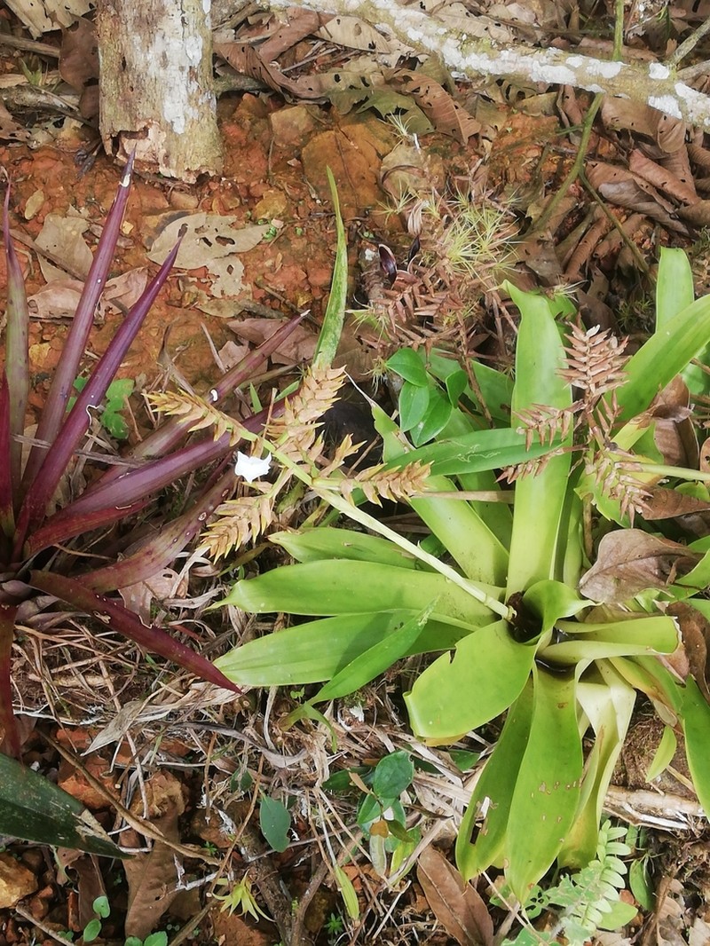Racinaea venusta photo 5