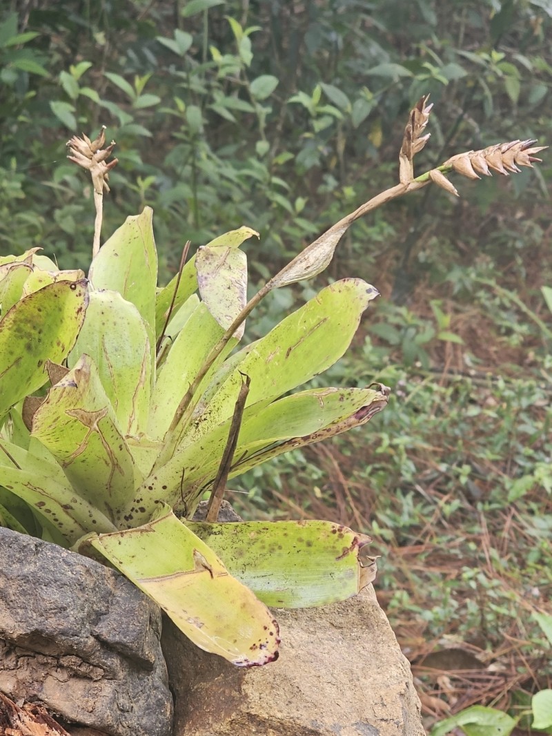 Racinaea venusta photo 7