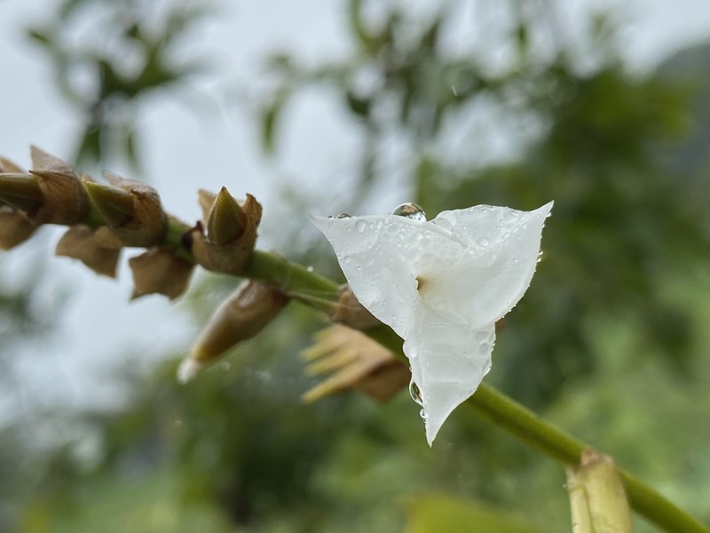 Racinaea venusta photo 8
