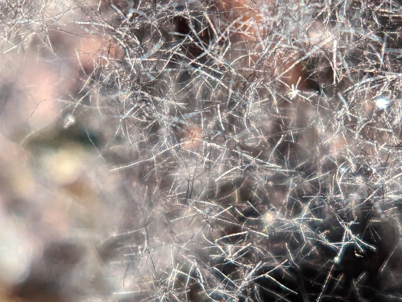 Racodium Lichen photo 2