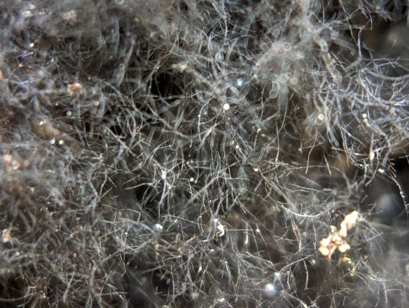 Racodium Lichen photo 3
